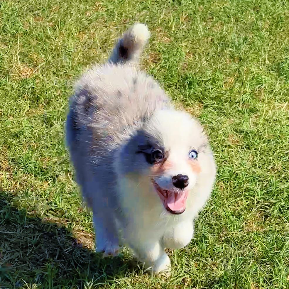 小满要大胆（15秒魔童债主）