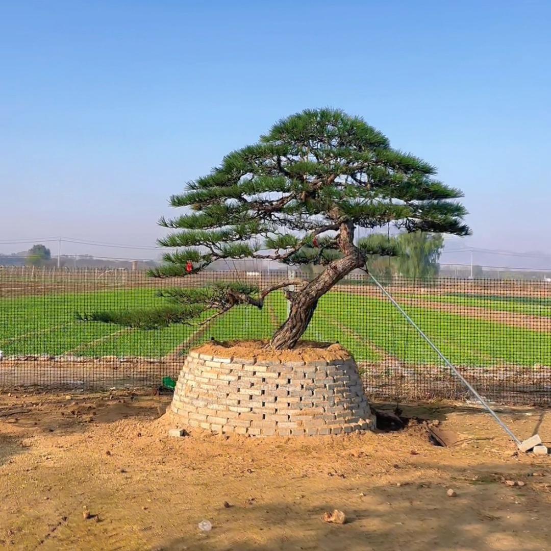 泰安小赵精品造型松