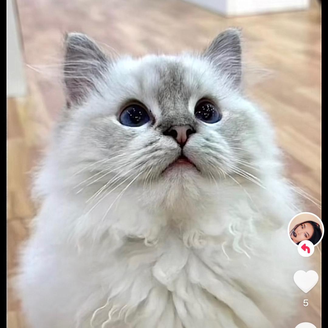 七仔猫