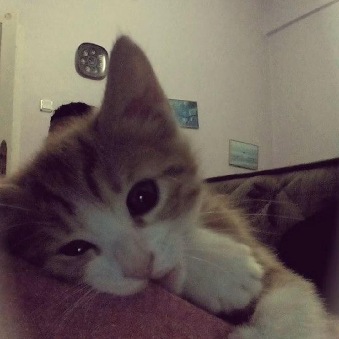 古耐