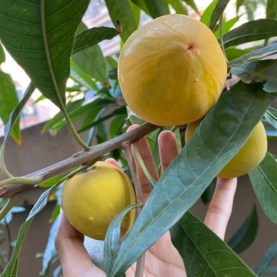 万木春果树苗木专营店