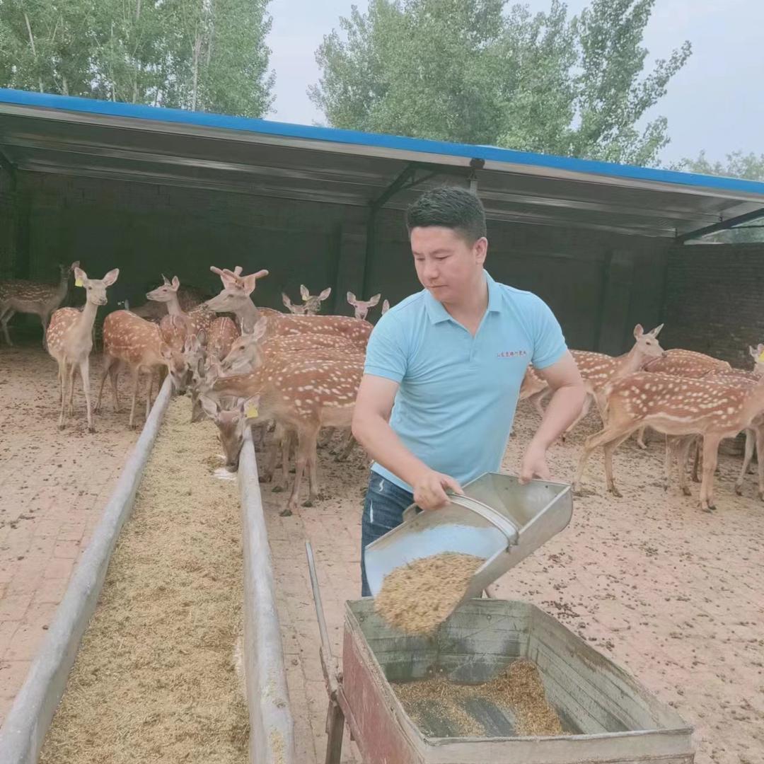 山东养鹿老司