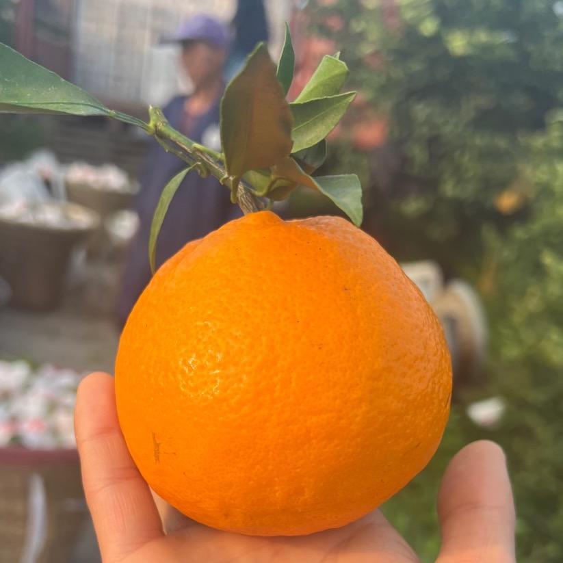 津果欢水果旗舰店
