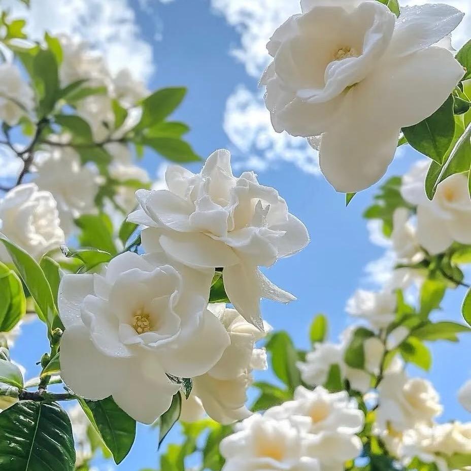 碧云绿植基地