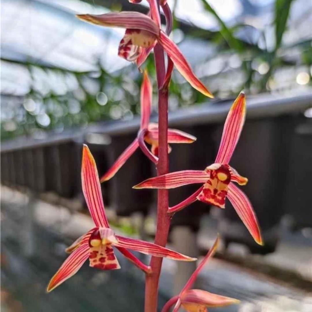 兰花小子
