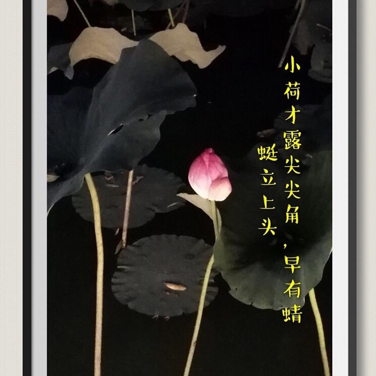 🌲风暴🌲