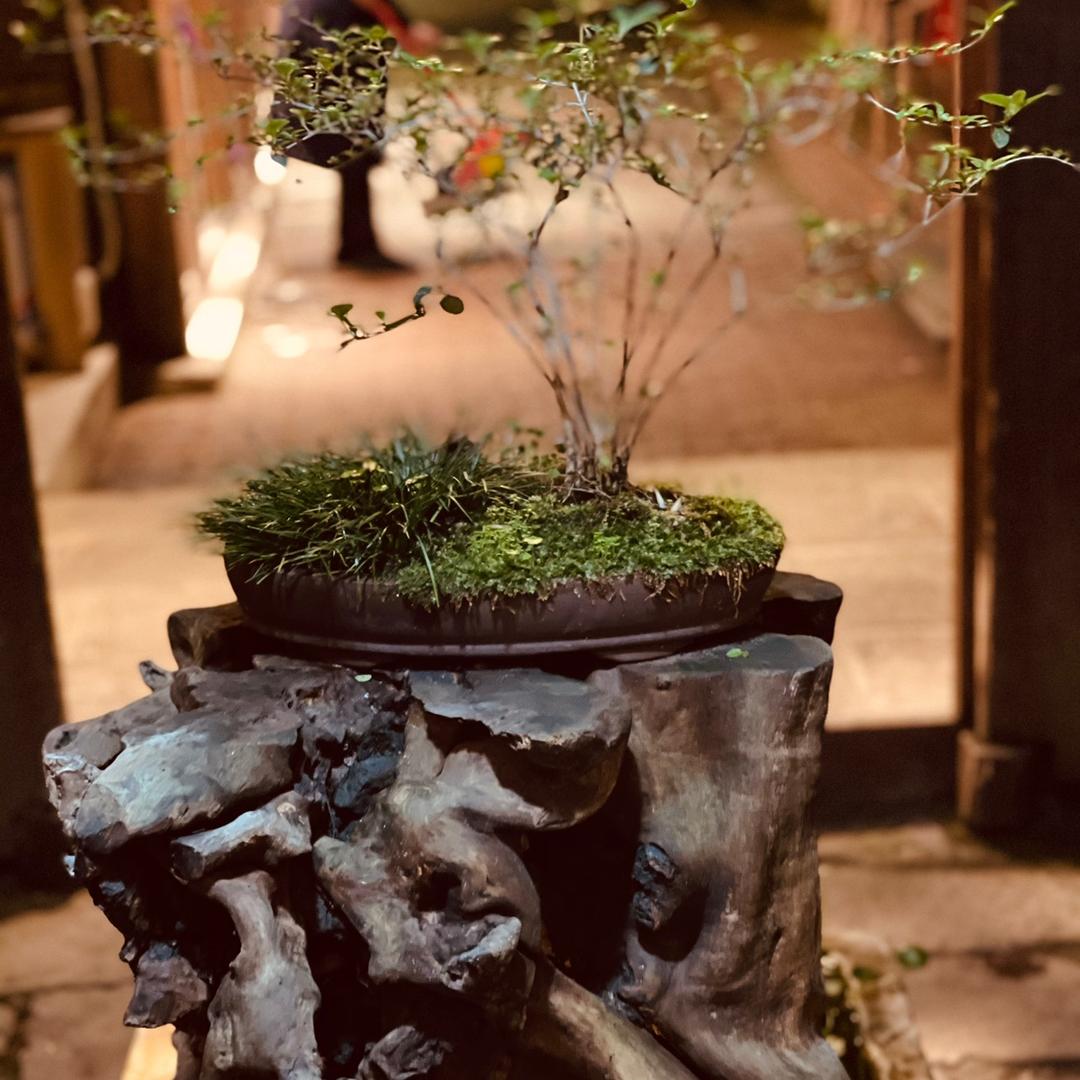 太阳金灿灿