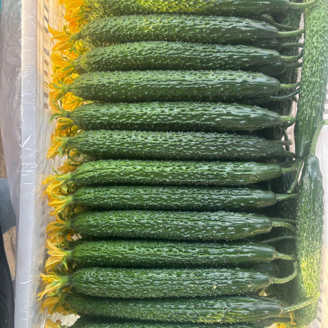 莘县鹏辉果蔬农业合作社🇨🇳