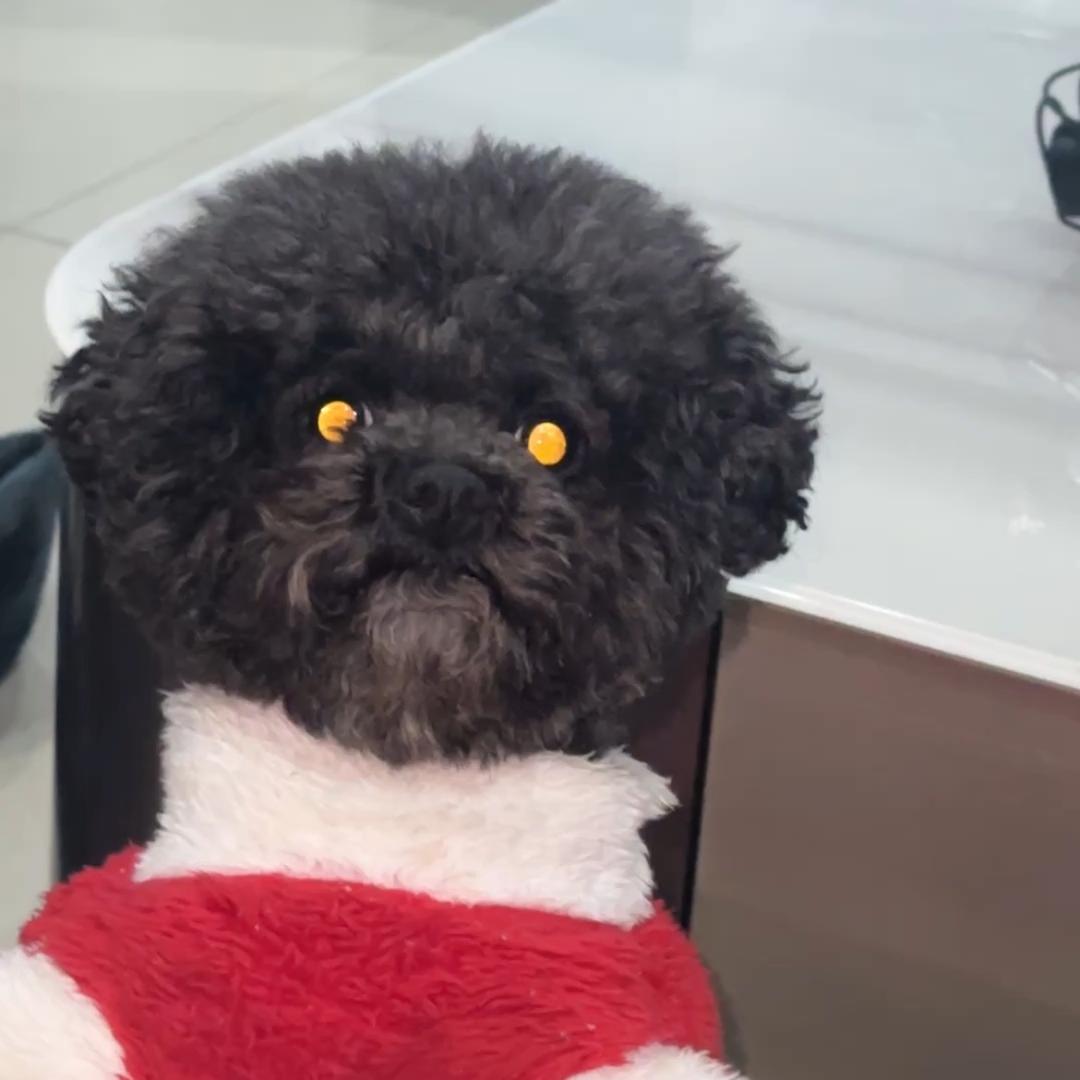 丁丁的养狗日记🌈