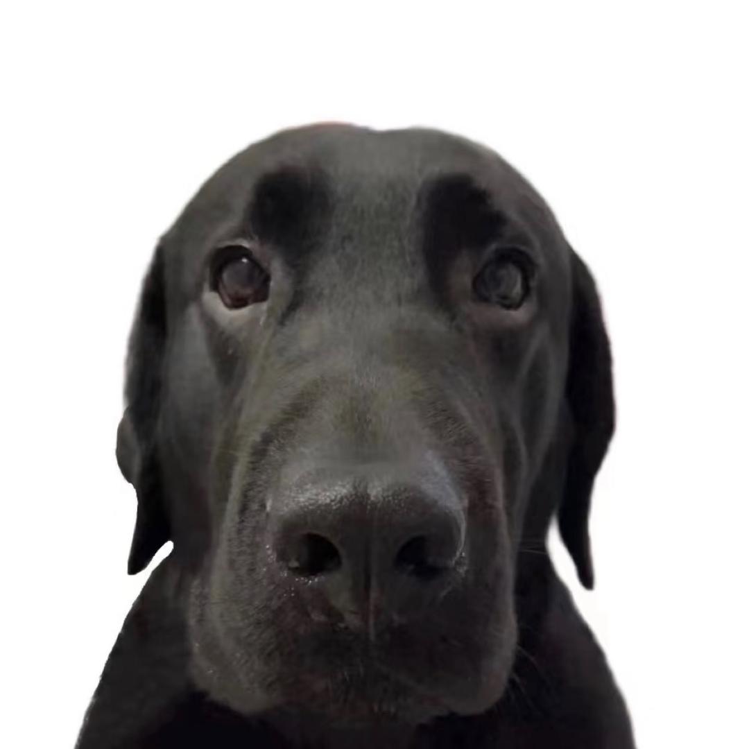 绒球日记-Furball Diary