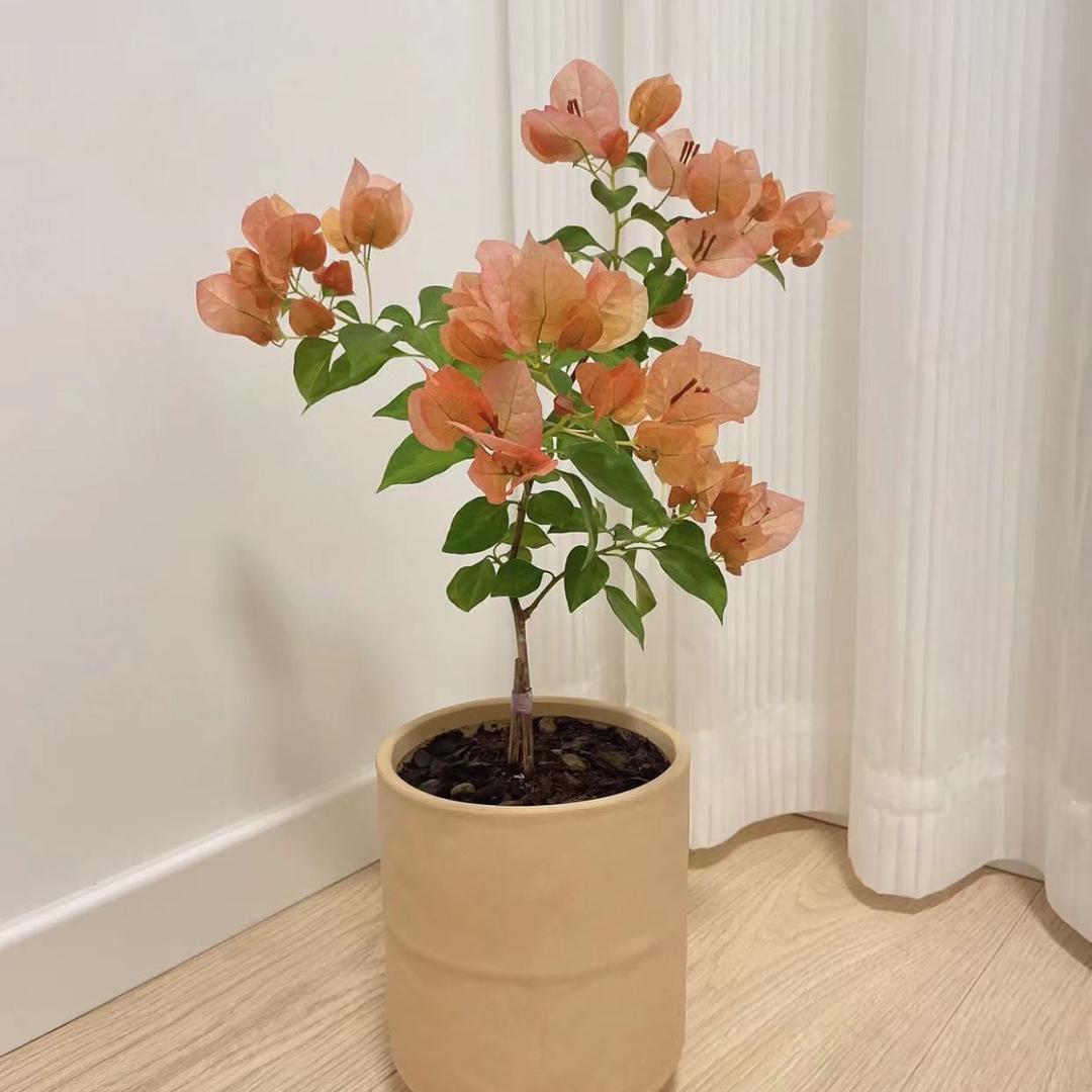 金玲三角梅花卉