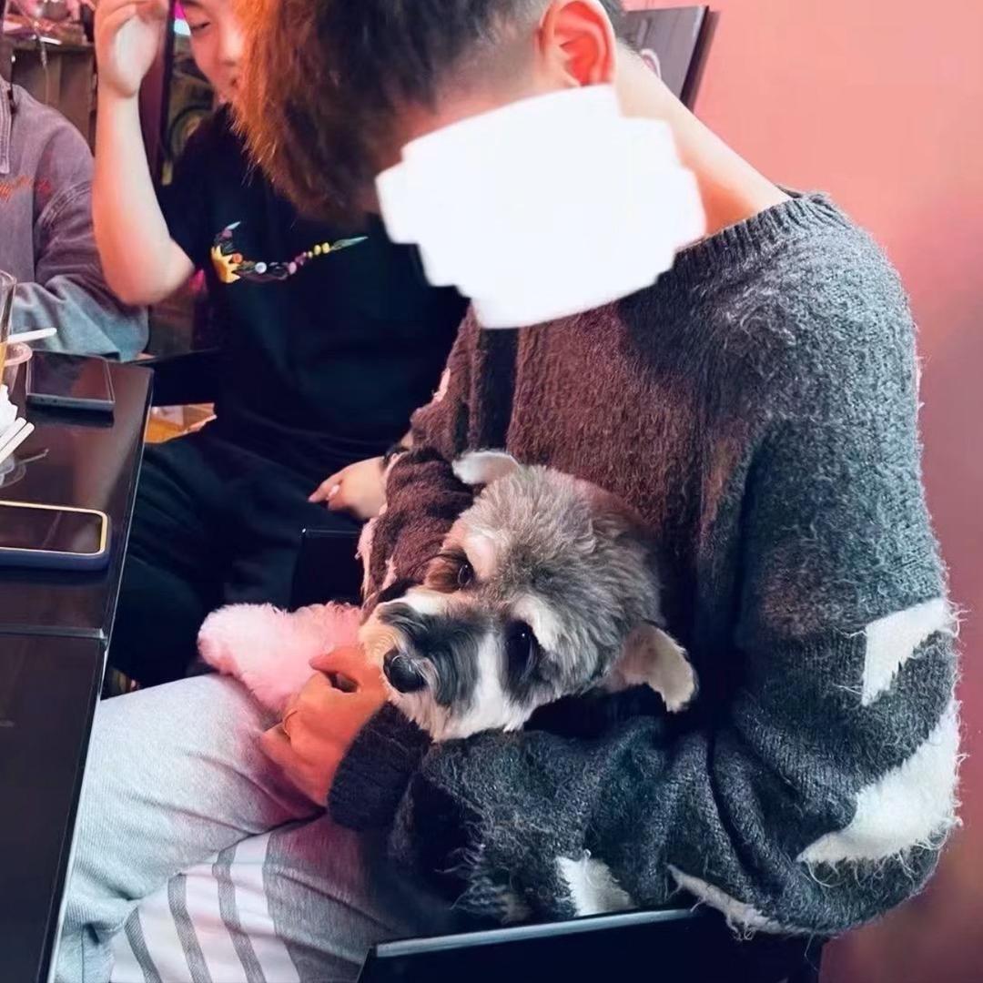 楊