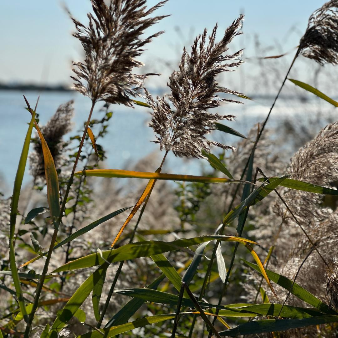 锦鲤 G 护体20°零"