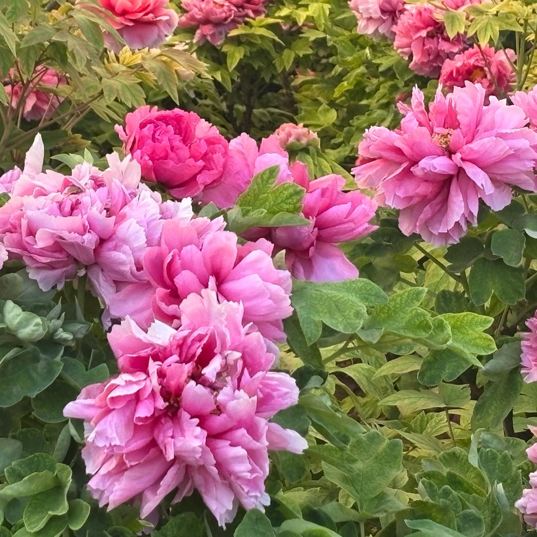 治、愈