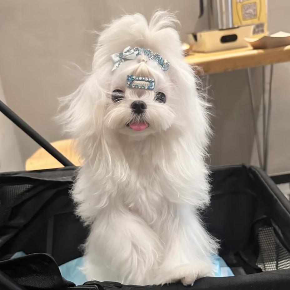 Milly米粒爱吃蓝莓