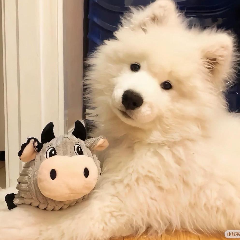 狗狗