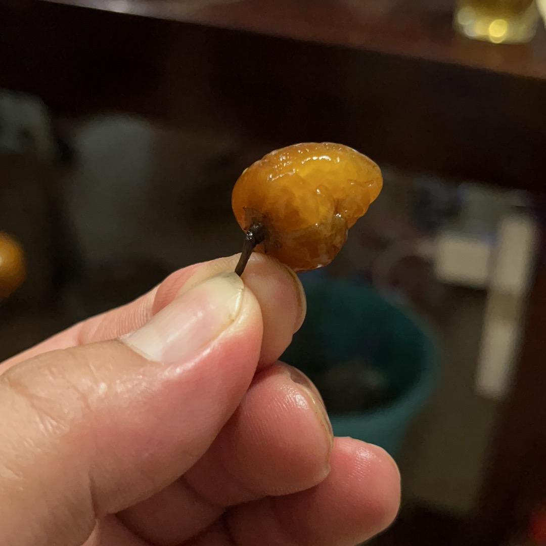 奉道正一