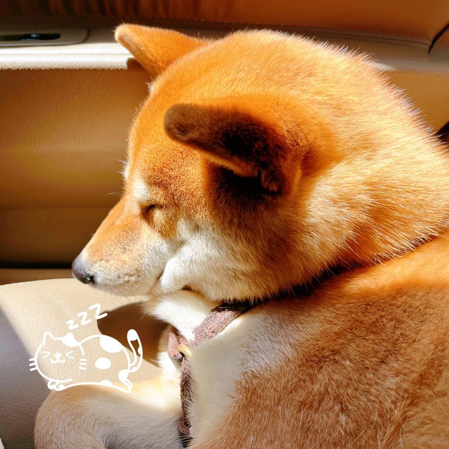 我叫苹果不叫苹狗