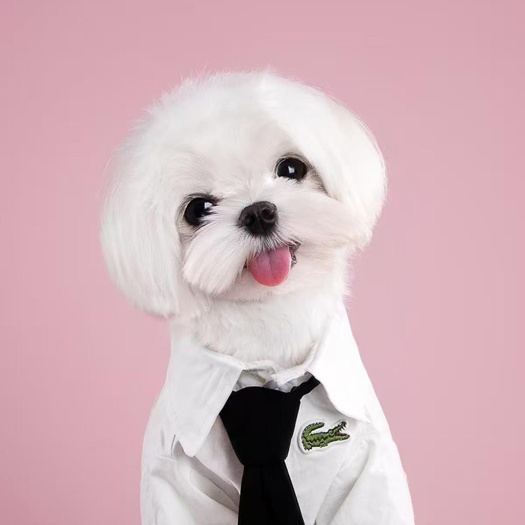 宠物批发正能量