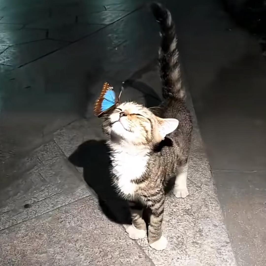好一个小梨涡