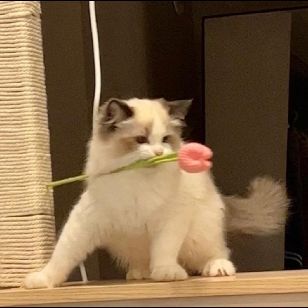 老板来一筐猫