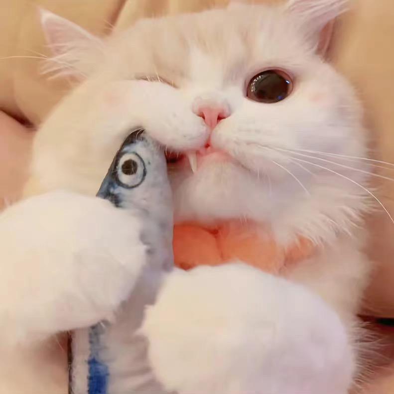 喵只一ⁱʸᵁ