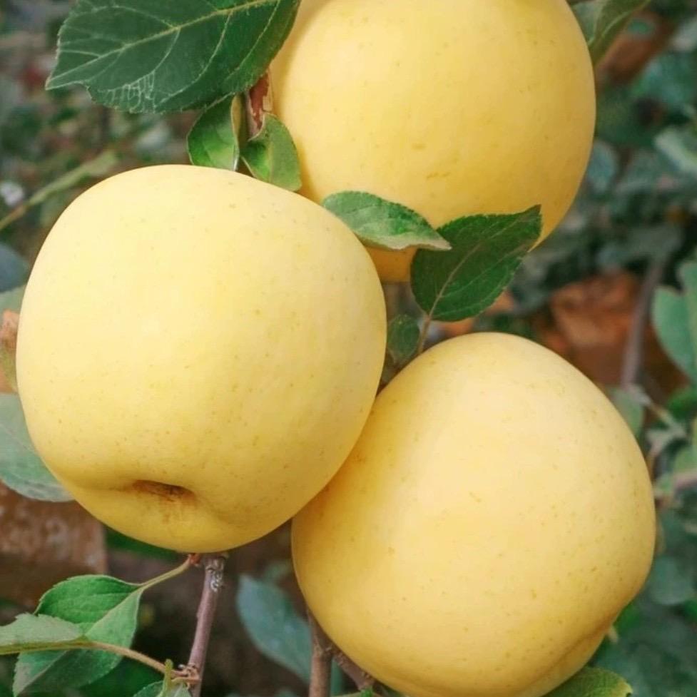 天之彩鲜果严选