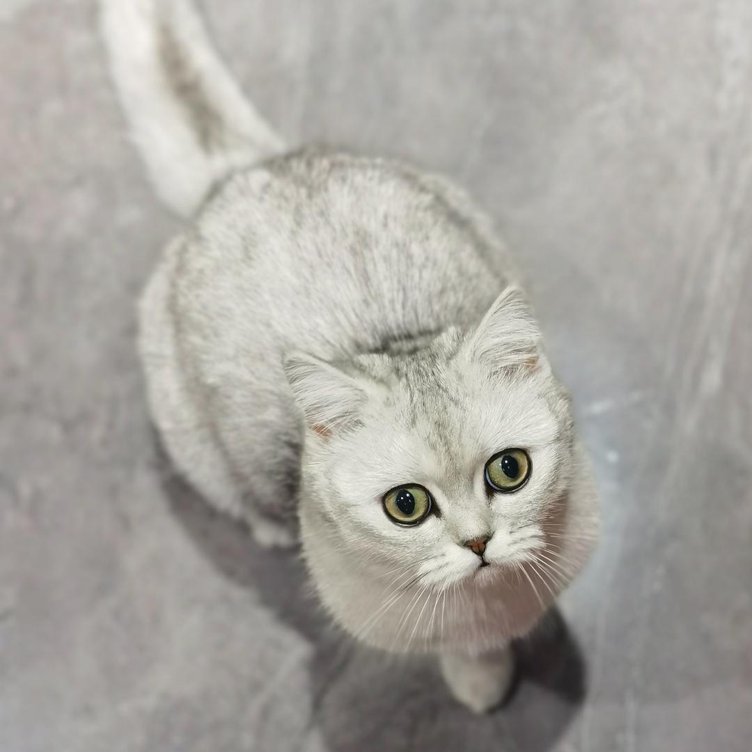 橙色小星星