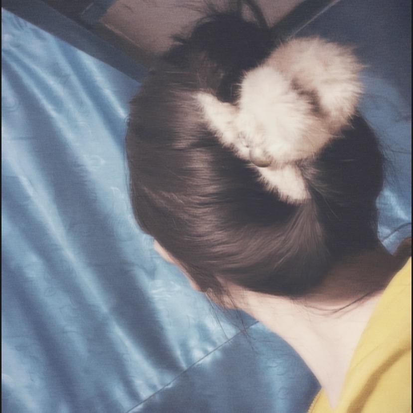 🌾元宝团子🍋