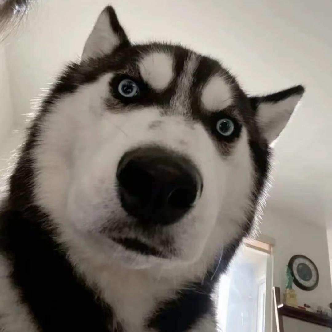 一七五的骑二哈
