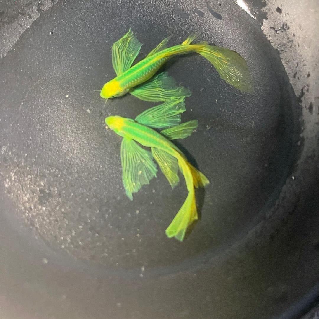 古法养鱼—好多鱼