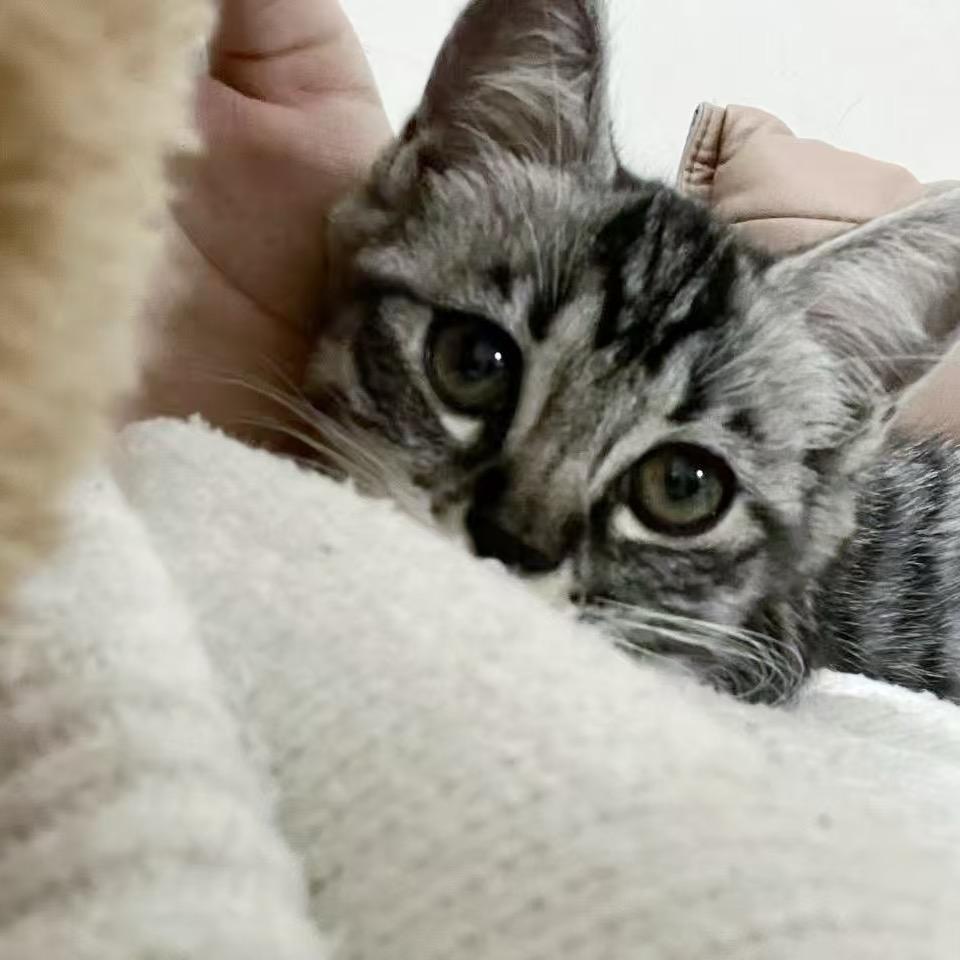 酸菜鱼y