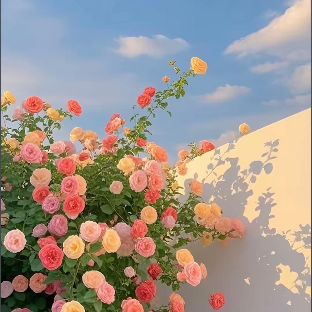 奶茶三兄弟