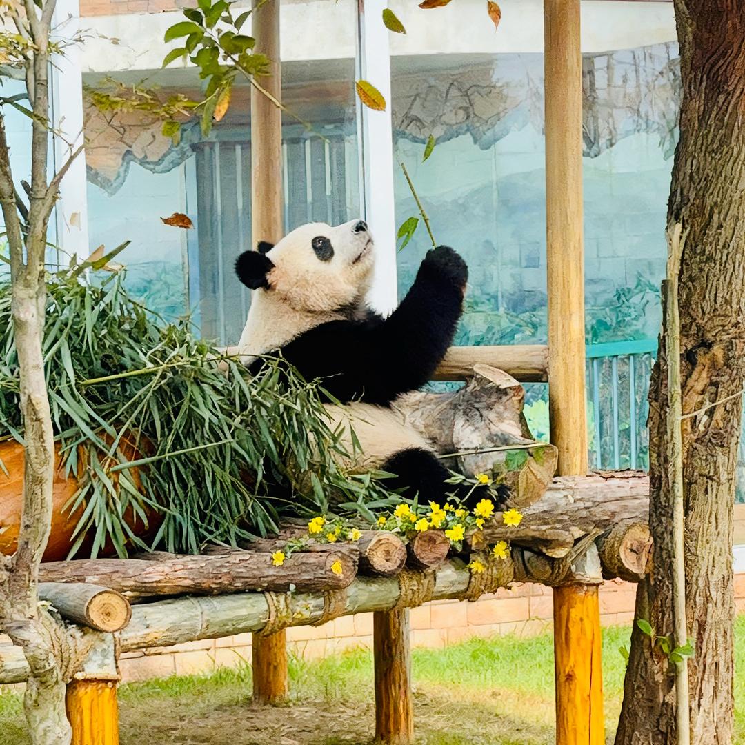 扬扬扬