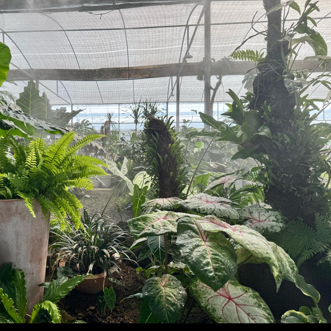 永恒植迹