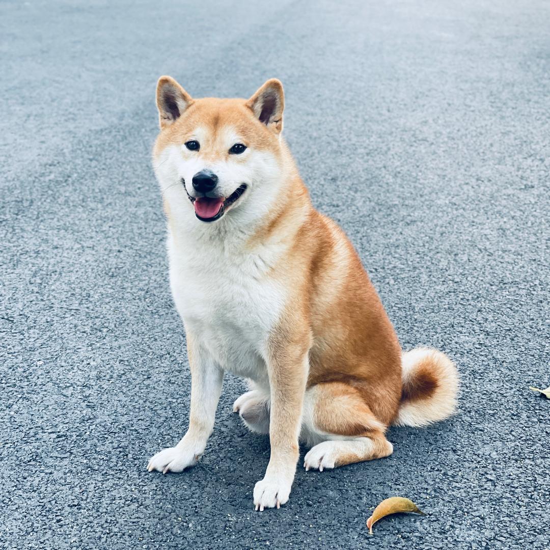 小哆