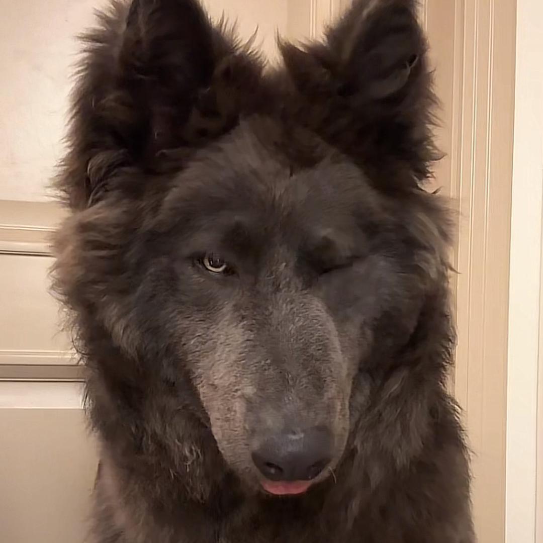 天津狼宝-圣捷犬舍