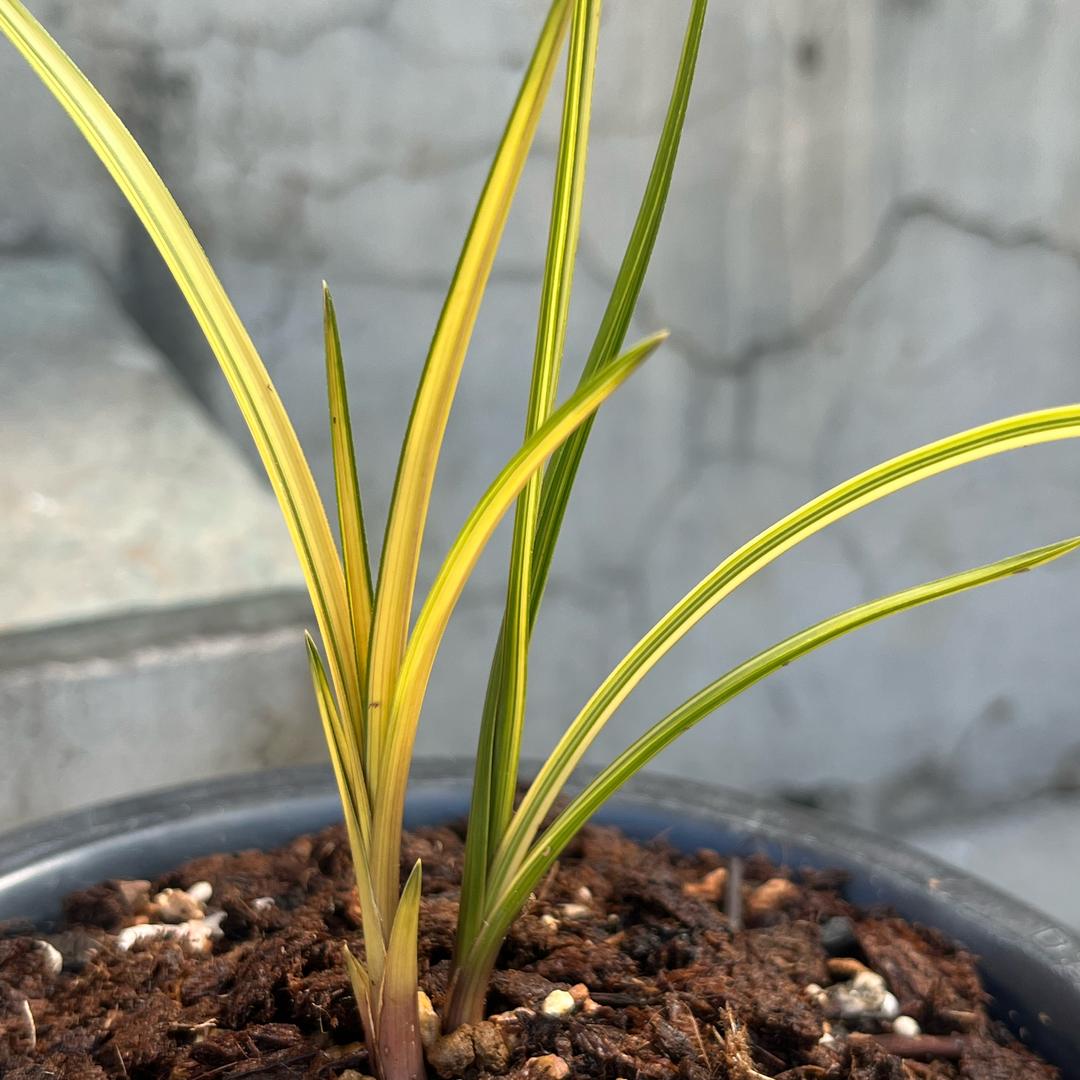 寻草人花卉优品小铺