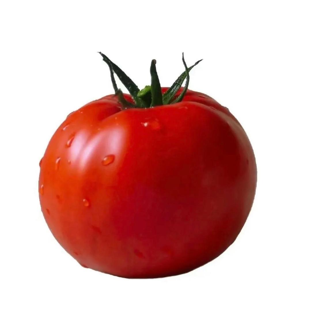 小洋柿子🍅