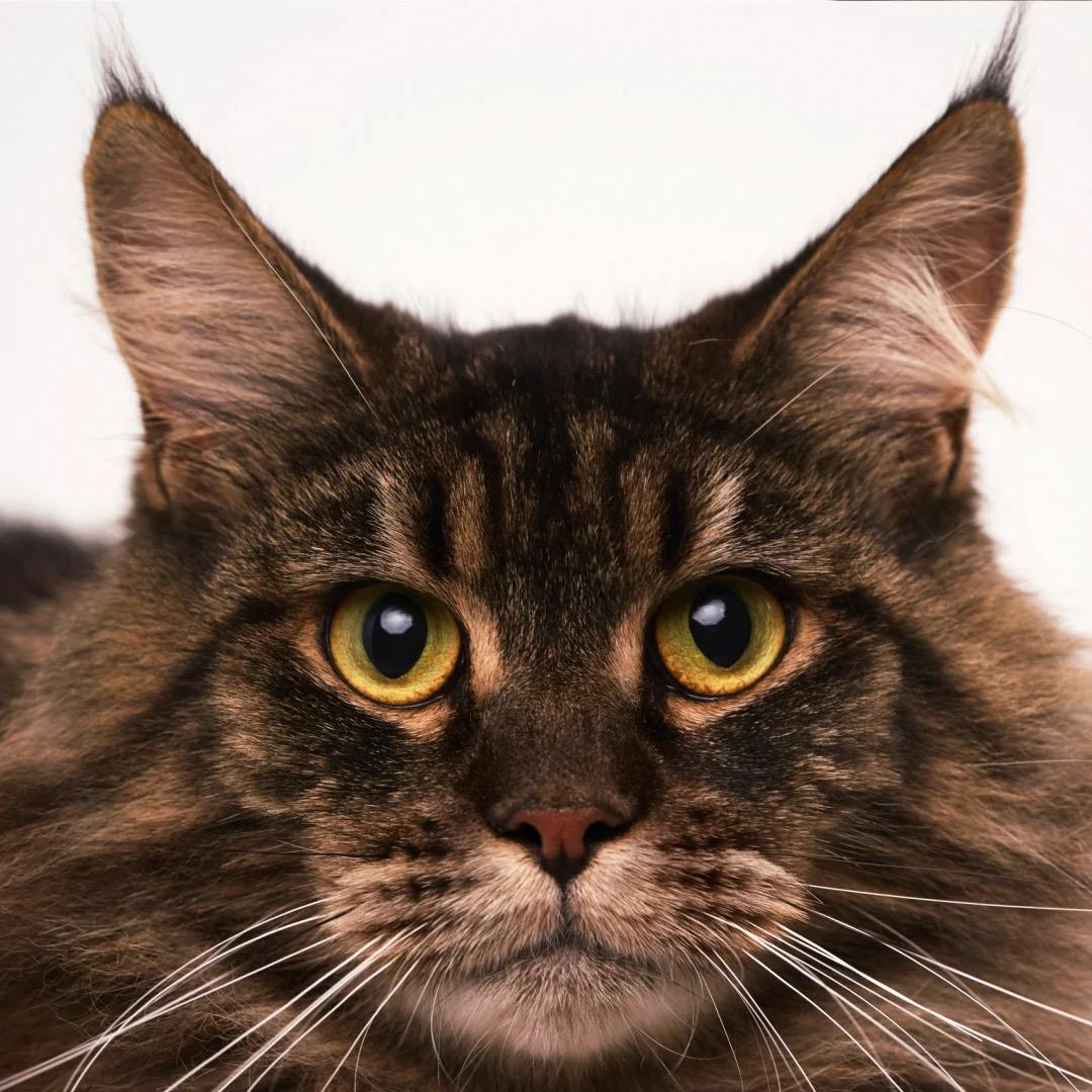 木薯猫砂有你同行专场