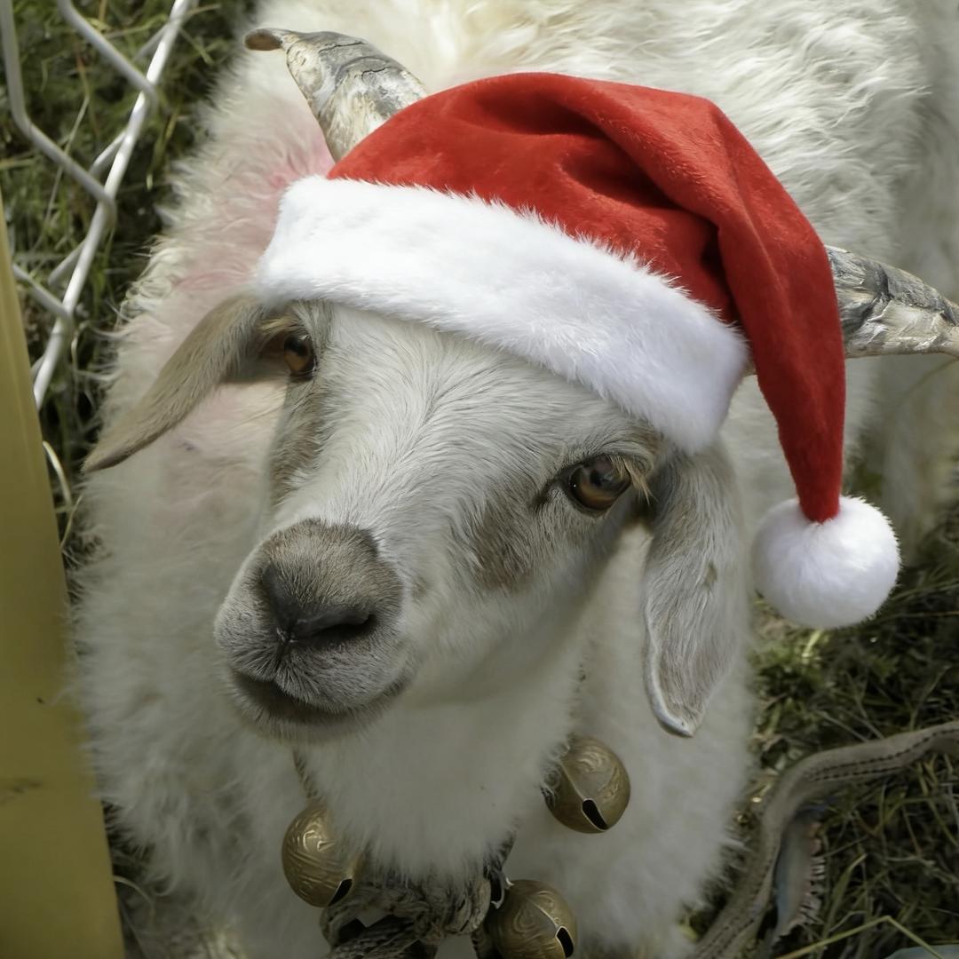 暴躁西兰花肘击愤怒西红柿