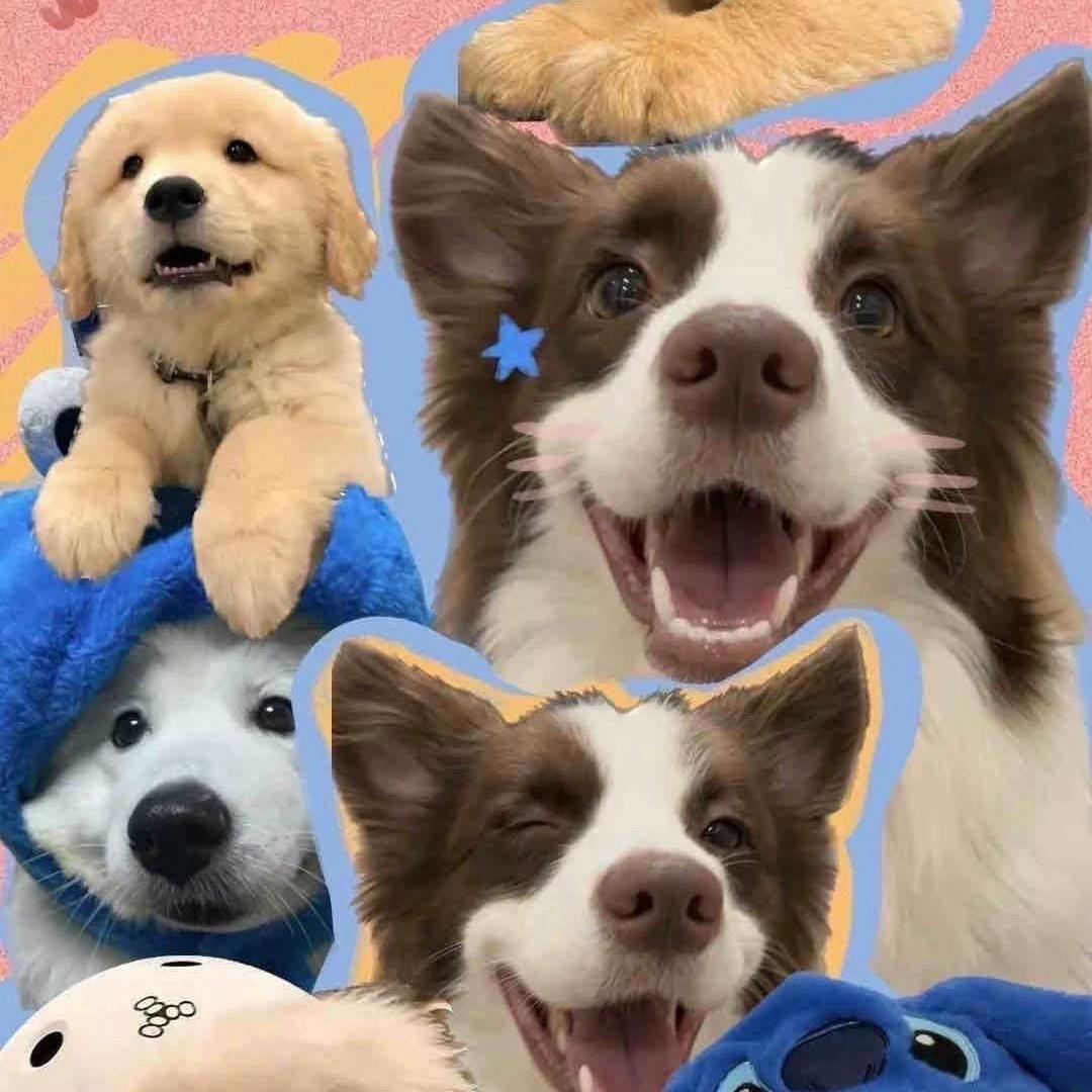 姜姜不太犟