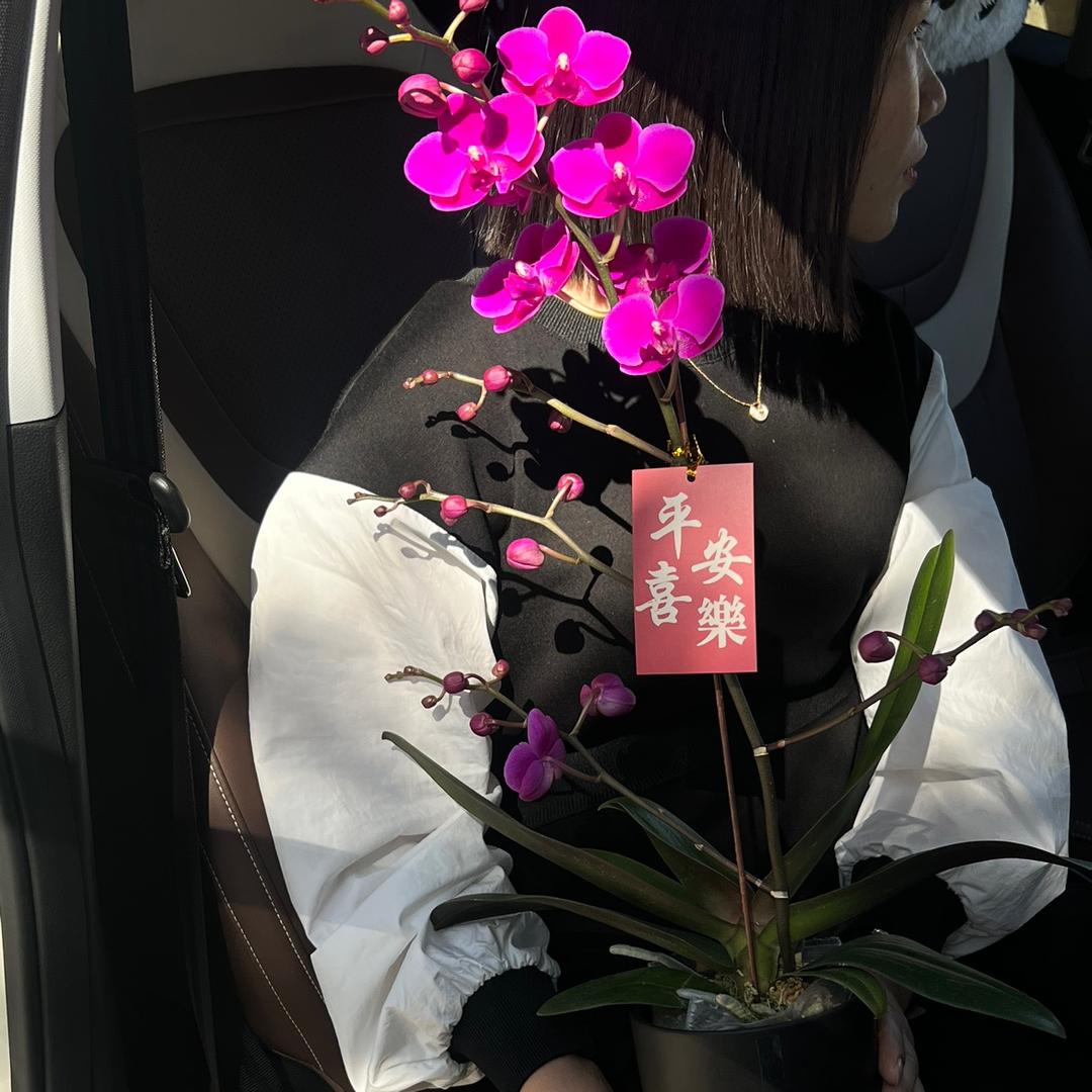 温馨满屋洋兰Flower