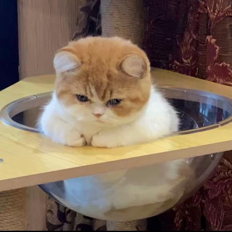 深情鱼鱼