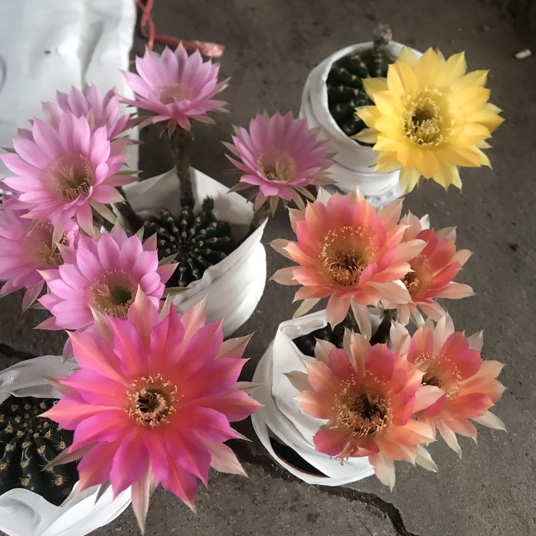 漳州高新区九湖一汀花径园艺场