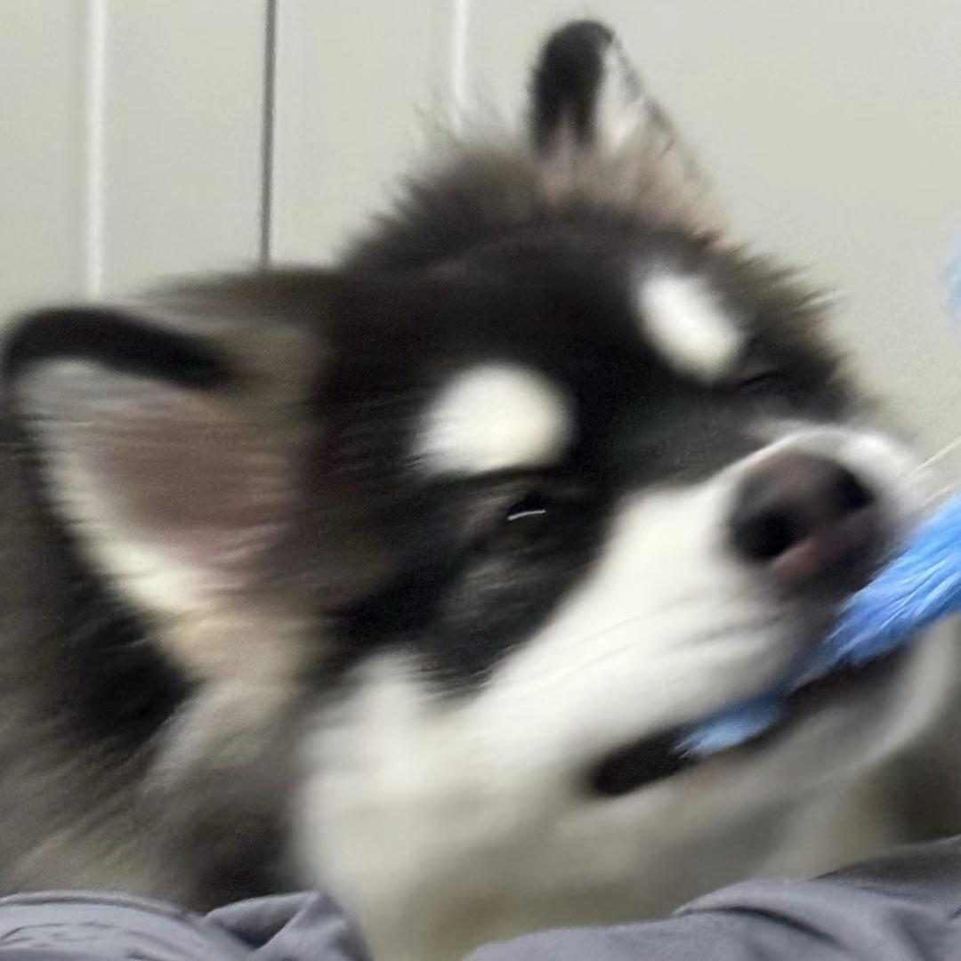 木南木