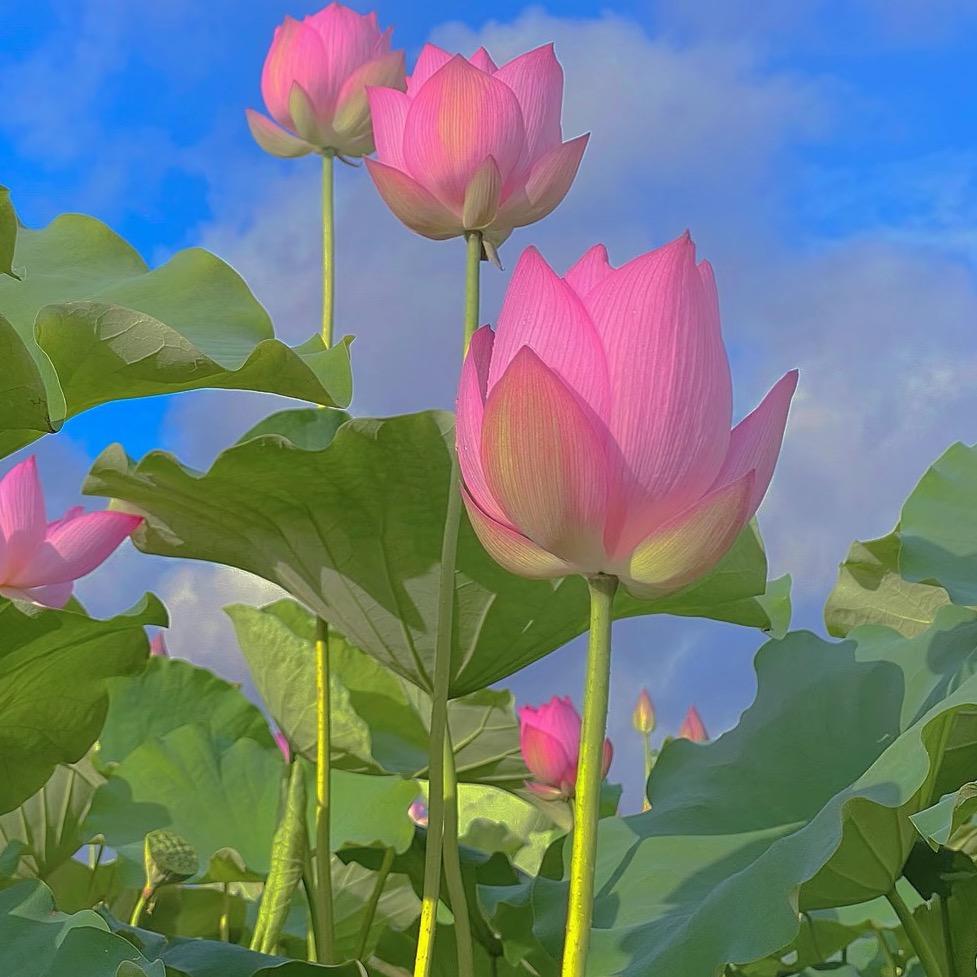 李总贸易百货商行