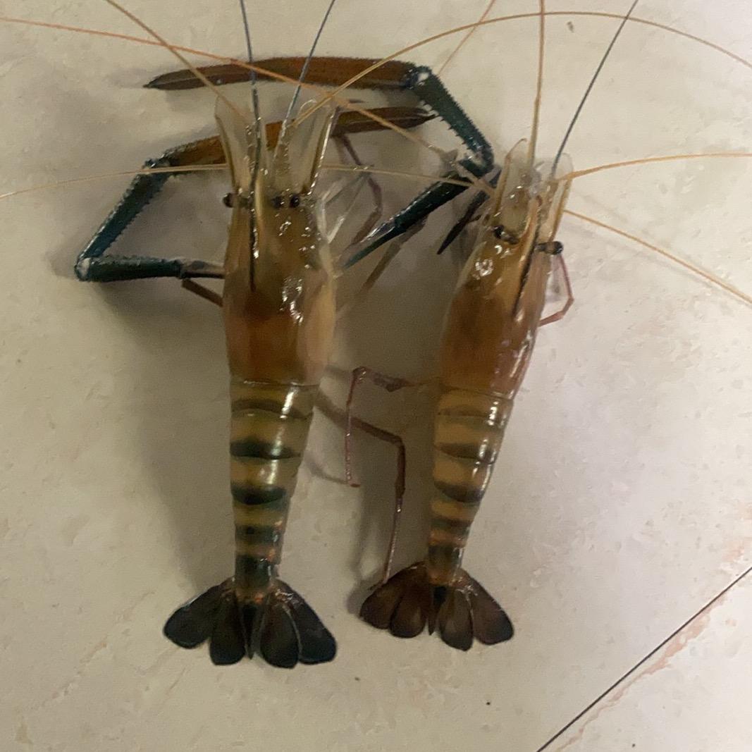 强仔收虾