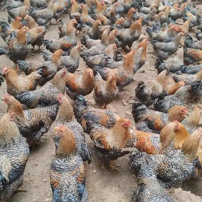 散养大土鸡