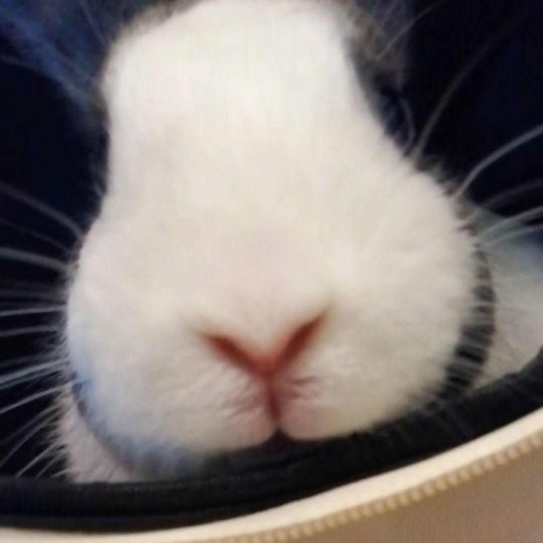 樱桃小丸八犊子